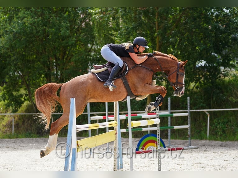 Oldenburger Springpferd Wallach 9 Jahre 174 cm Fuchs in Benesov