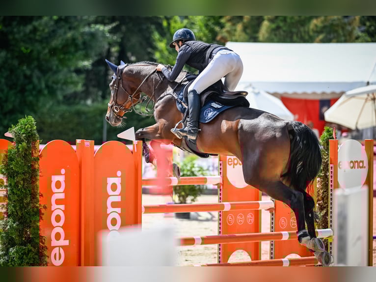 Oldenburger Springpferd Wallach 9 Jahre 175 cm Dunkelbrauner in Richterswil