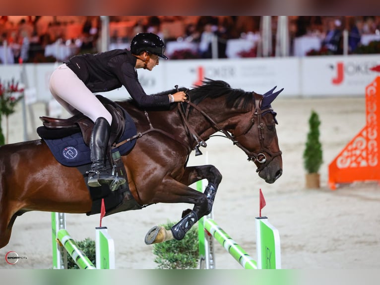 Oldenburger Springpferd Wallach 9 Jahre 175 cm Dunkelbrauner in Richterswil