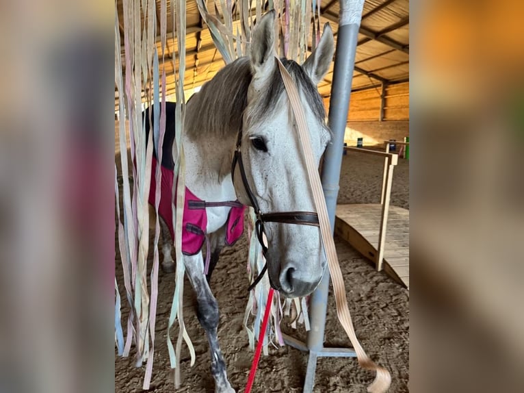 Oldenburger Springpferd Wallach 9 Jahre 177 cm Apfelschimmel in Maria-Lanzendorf