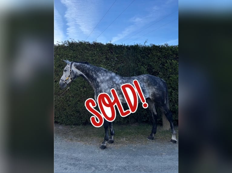 Oldenburger Springpferd Wallach 9 Jahre 179 cm Apfelschimmel in Brechen