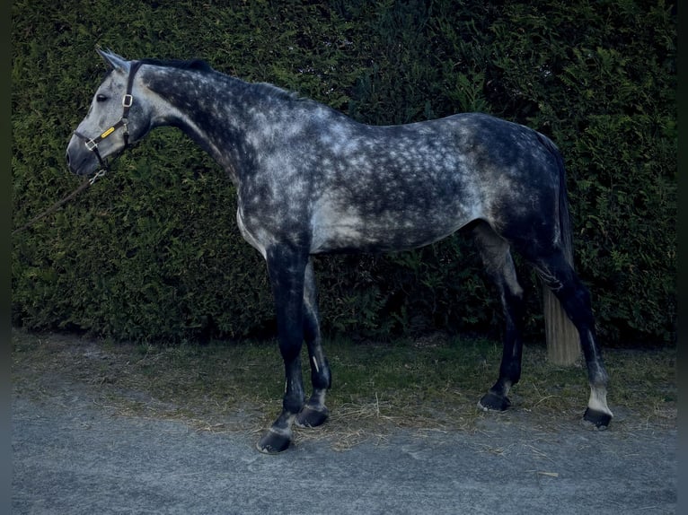 Oldenburger Springpferd Wallach 9 Jahre 179 cm Apfelschimmel in Brechen