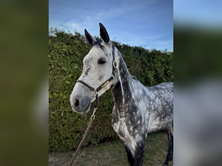Oldenburger Springpferd Wallach 9 Jahre 179 cm Apfelschimmel in Brechen
