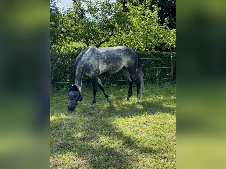 Oldenburger Springpferd Wallach 9 Jahre 179 cm Apfelschimmel in Brechen