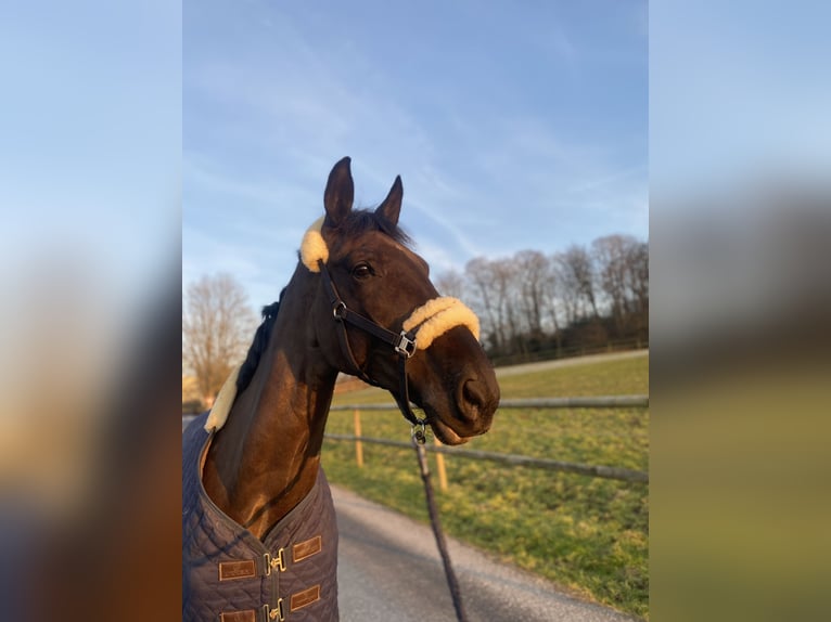 Oldenburger Springpferd Wallach 9 Jahre 181 cm Rappe in WuppertalWuppertal