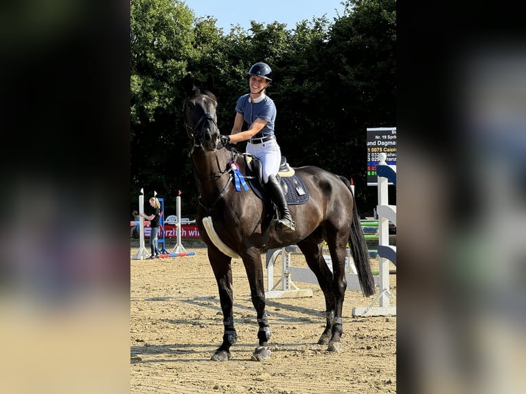 Oldenburger Springpferd Wallach 9 Jahre 181 cm Rappe in WuppertalWuppertal