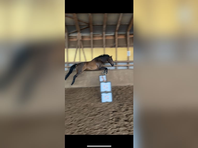 Oldenburger Springpferd Wallach 9 Jahre 184 cm Dunkelbrauner in Malente