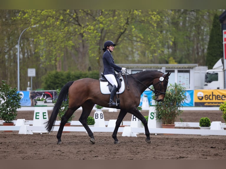 Oldenburger Springpferd Wallach 9 Jahre 184 cm Dunkelbrauner in Malente