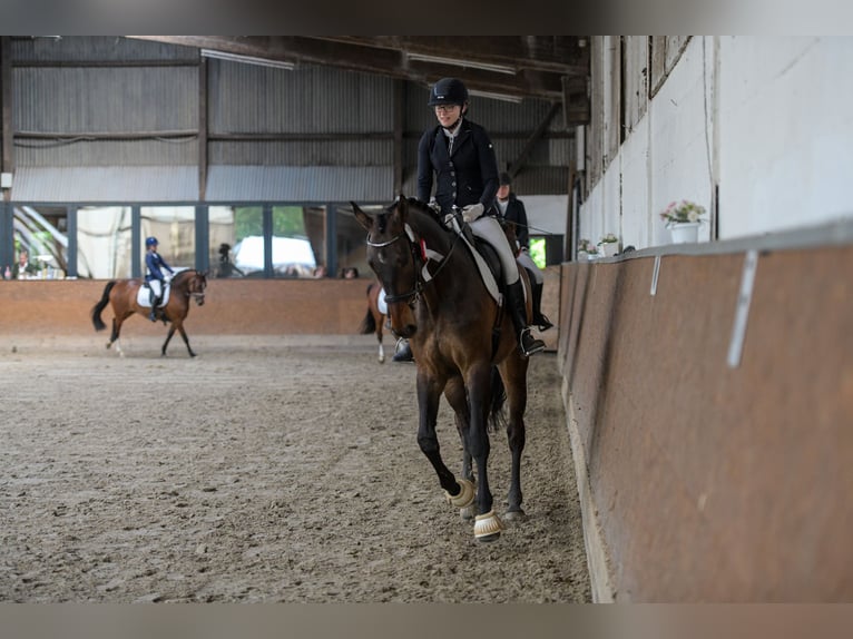 Oldenburger Springpferd Wallach 9 Jahre 184 cm Dunkelbrauner in Malente