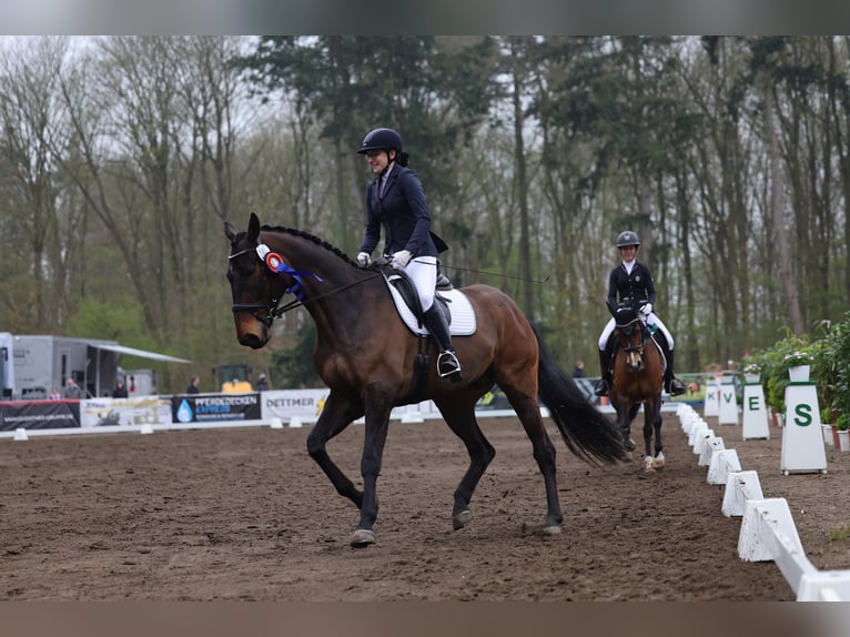 Oldenburger Springpferd Wallach 9 Jahre 184 cm Dunkelbrauner in Malente