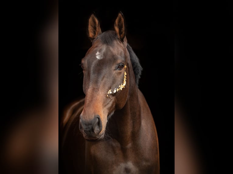 Oldenburger Springpferd Wallach 9 Jahre 184 cm Dunkelbrauner in Malente