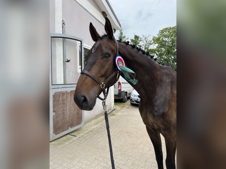 Oldenburger Springpferd Wallach 9 Jahre 184 cm Dunkelbrauner in Malente