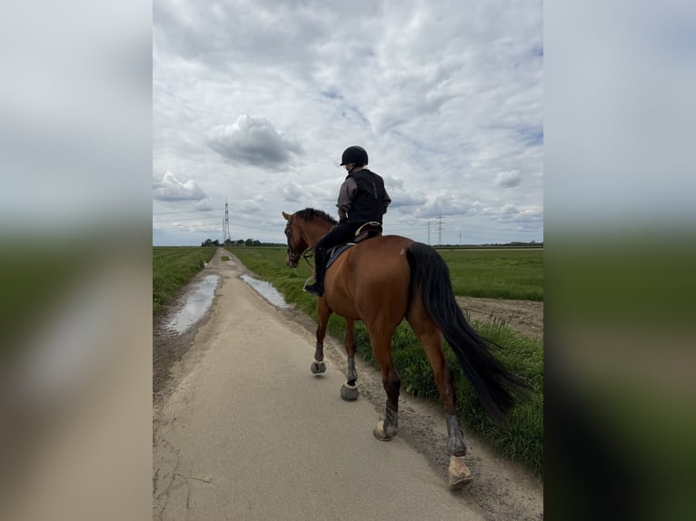 Oldenburger Springpferd Wallach 9 Jahre 185 cm Brauner in Rommerskirchen