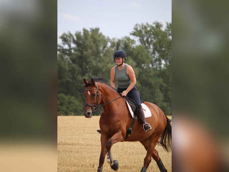 Oldenburger Springpferd Wallach 9 Jahre 185 cm Brauner in Rommerskirchen
