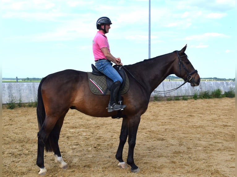 Oldenburger Springpferd Wallach 9 Jahre 185 cm Dunkelbrauner in Stralsund