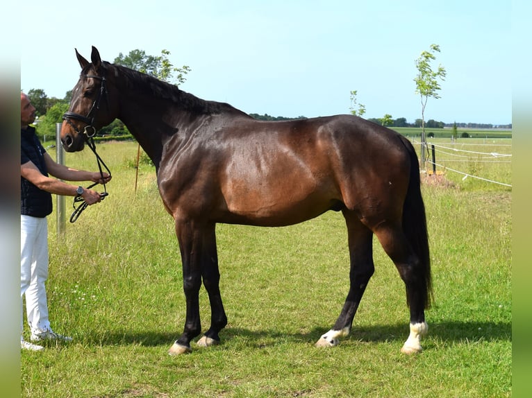 Oldenburger Springpferd Wallach 9 Jahre 185 cm Dunkelbrauner in Stralsund