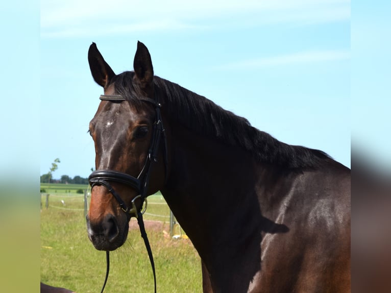 Oldenburger Springpferd Wallach 9 Jahre 185 cm Dunkelbrauner in Stralsund