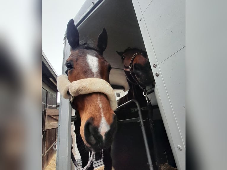 Oldenburger Stute 10 Jahre 160 cm Brauner in Viersen