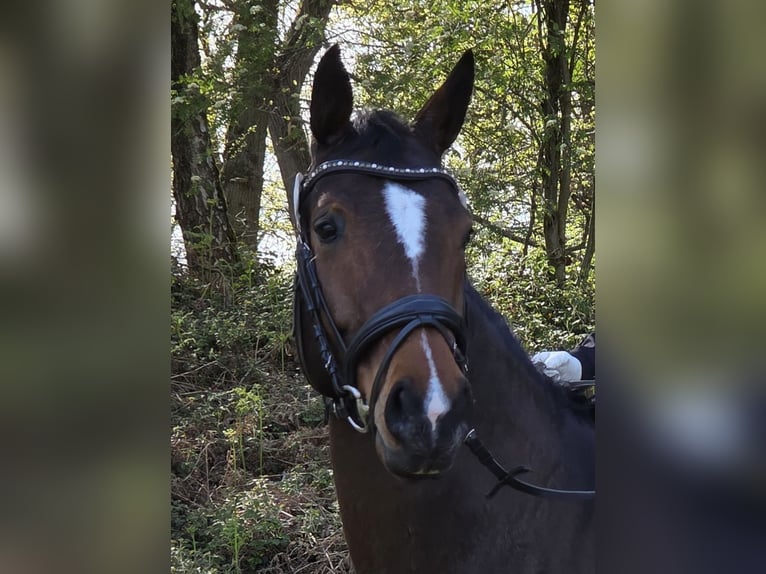 Oldenburger Stute 10 Jahre 160 cm Brauner in Viersen