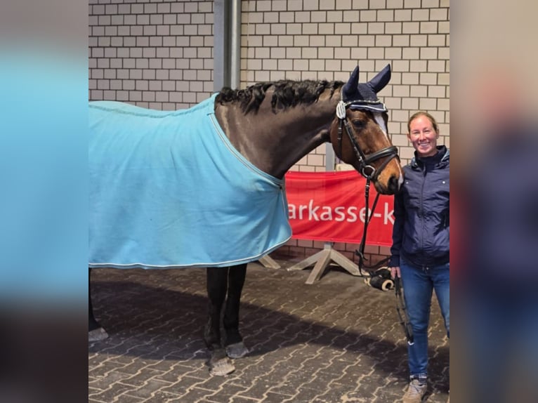 Oldenburger Stute 10 Jahre 160 cm Brauner in Viersen