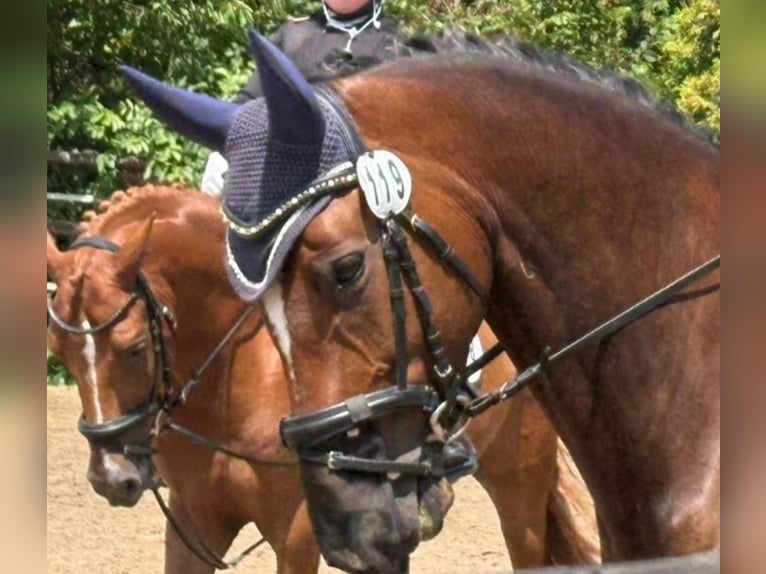 Oldenburger Stute 10 Jahre 160 cm Brauner in Viersen