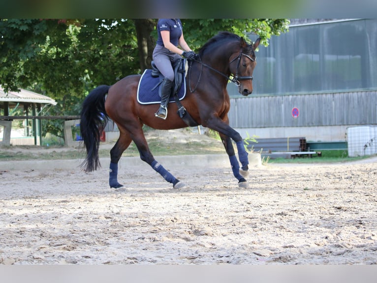 Oldenburger Stute 10 Jahre 161 cm Brauner in Rastatt