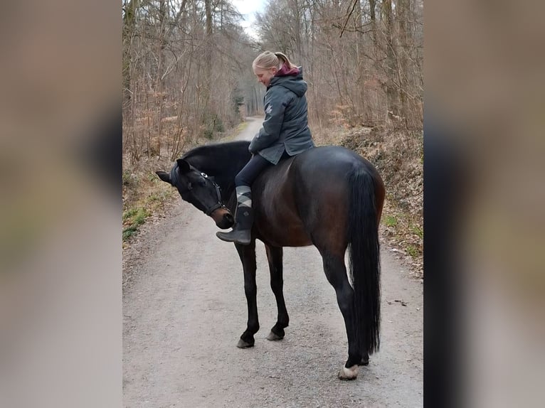 Oldenburger Stute 10 Jahre 161 cm Dunkelbrauner in Vechelde