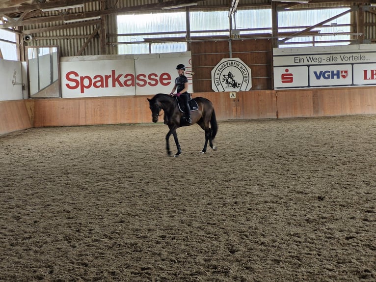 Oldenburger Stute 10 Jahre 161 cm Dunkelbrauner in Vechelde