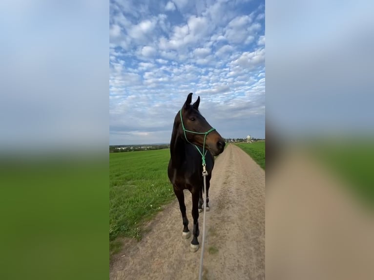 Oldenburger Stute 10 Jahre 162 cm Schwarzbrauner in Ro&#xDF;dorf