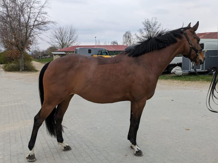 Oldenburger Stute 10 Jahre 163 cm Brauner in Wermsdorf