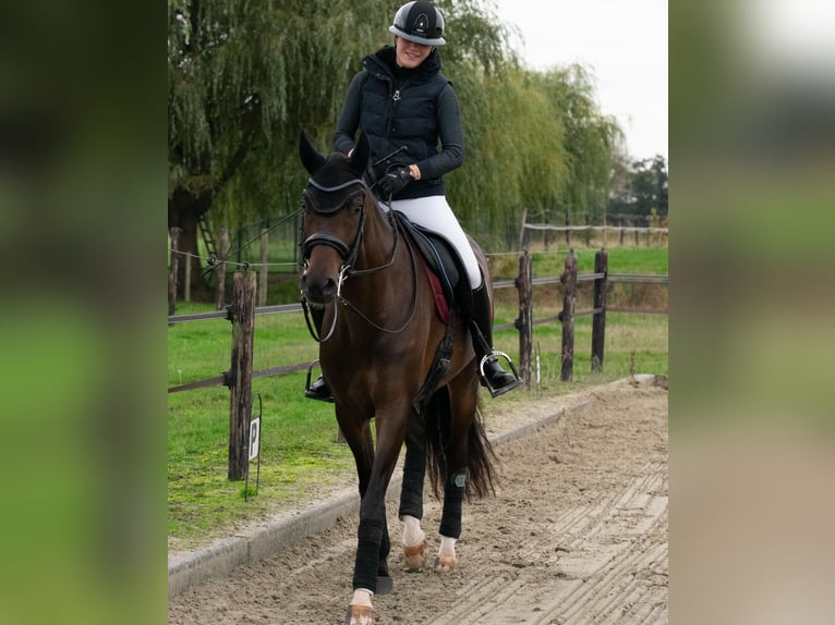 Oldenburger Stute 10 Jahre 164 cm Brauner in Hoofddorp