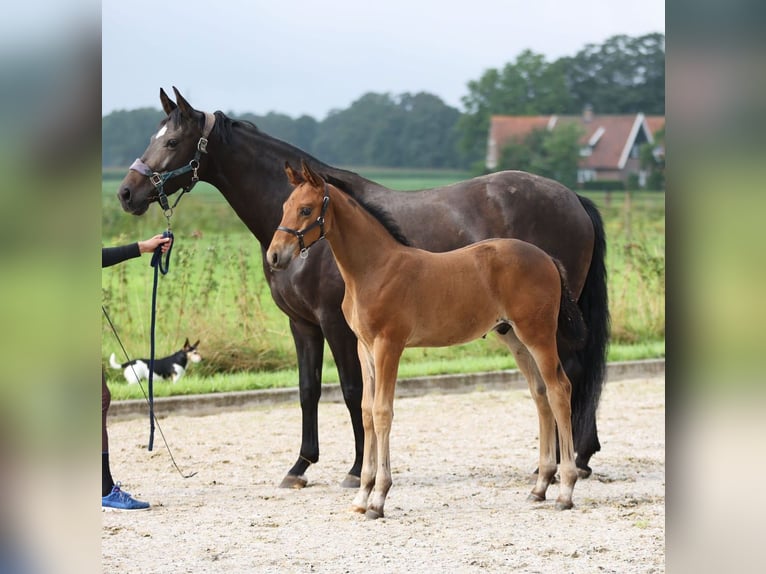 Oldenburger Stute 10 Jahre 164 cm Brauner in Haaksbergen
