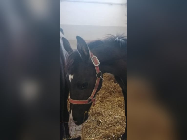 Oldenburger Stute 10 Jahre 164 cm Brauner in Haaksbergen