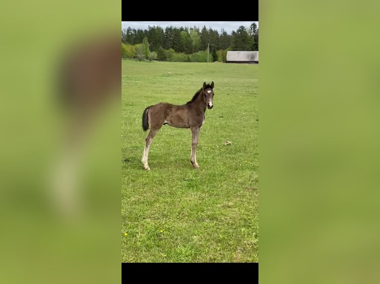 Oldenburger Stute 10 Jahre 164 cm Brauner in Haaksbergen