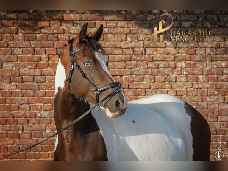 Oldenburger Stute 10 Jahre 164 cm Tobiano-alle-Farben in Marly-sous-Issy