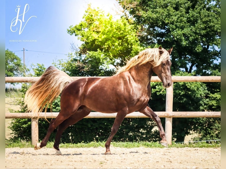 Oldenburger Stute 10 Jahre 164 cm Tobiano-alle-Farben in Marly-sous-Issy