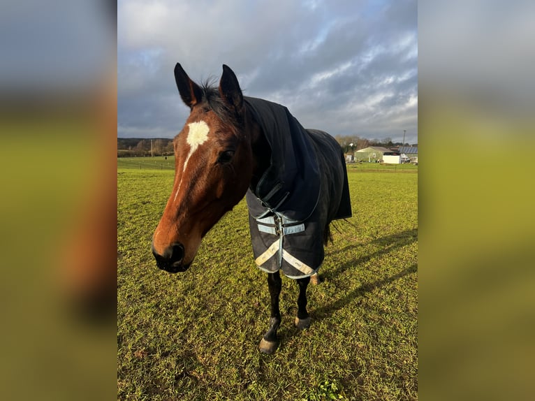 Oldenburger Stute 10 Jahre 165 cm Brauner in Gottesgabe