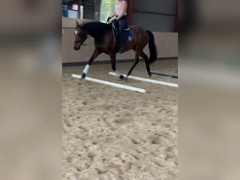 Oldenburger Stute 10 Jahre 165 cm Brauner in Gottesgabe
