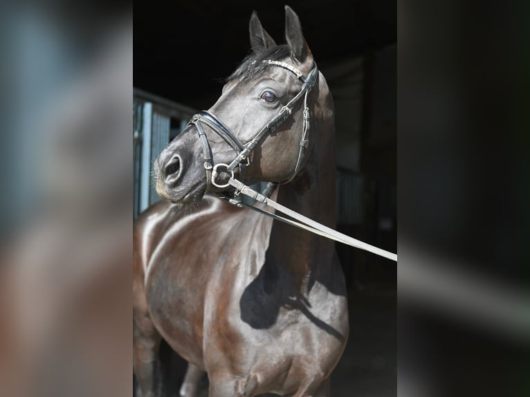 Oldenburger Stute 10 Jahre 165 cm Rappe in Geilenkirchen