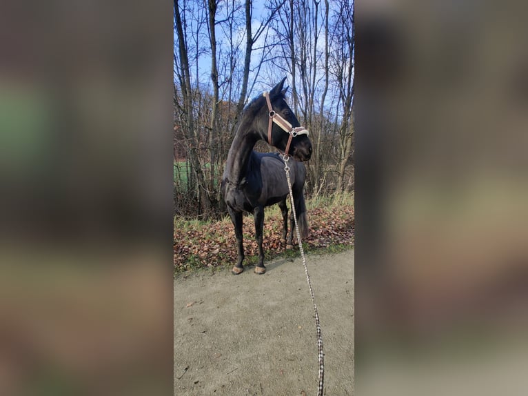 Oldenburger Stute 10 Jahre 165 cm Rappe in Forchheim