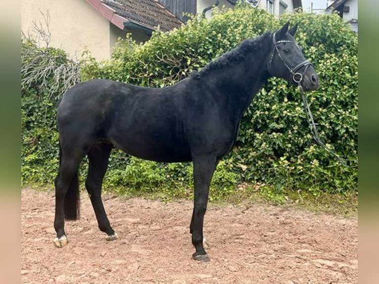 Oldenburger Stute 10 Jahre 165 cm Rappe in Sonnefeld