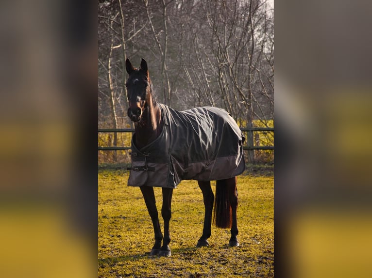 Oldenburger Stute 10 Jahre 166 cm Dunkelbrauner in Ochtrup