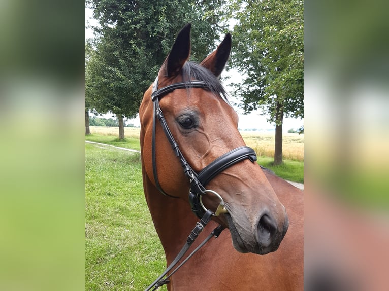 Oldenburger Stute 10 Jahre 168 cm Brauner in Mengkofen