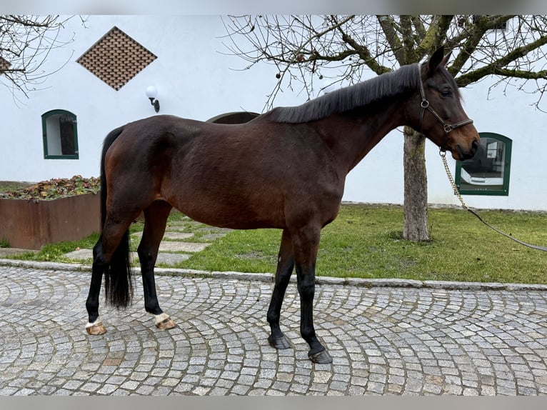 Oldenburger Stute 10 Jahre 168 cm Brauner in Haag am Hausruck