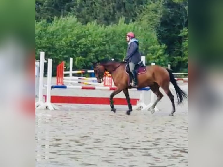 Oldenburger Stute 10 Jahre 168 cm Dunkelbrauner in Wehrheim