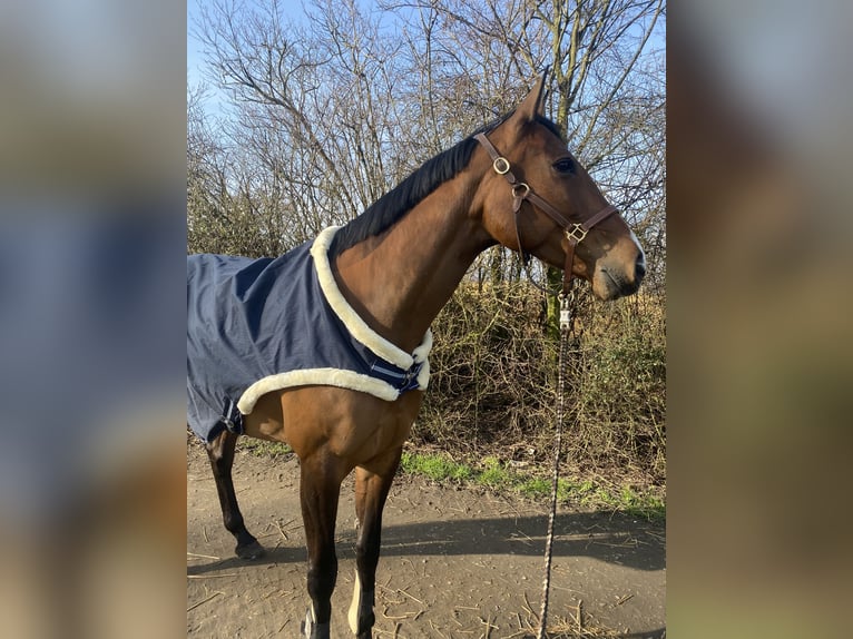 Oldenburger Stute 10 Jahre 168 cm Dunkelbrauner in Wehrheim