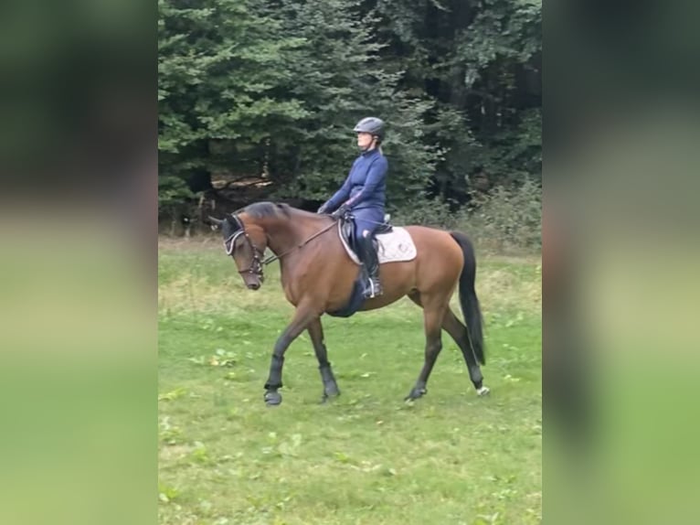 Oldenburger Stute 10 Jahre 168 cm Dunkelbrauner in Wehrheim