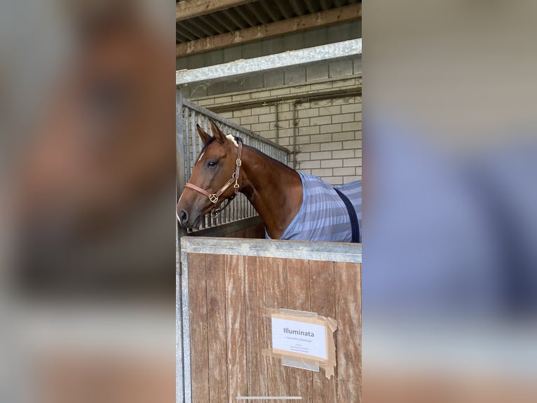 Oldenburger Stute 10 Jahre 168 cm Dunkelbrauner in Wehrheim