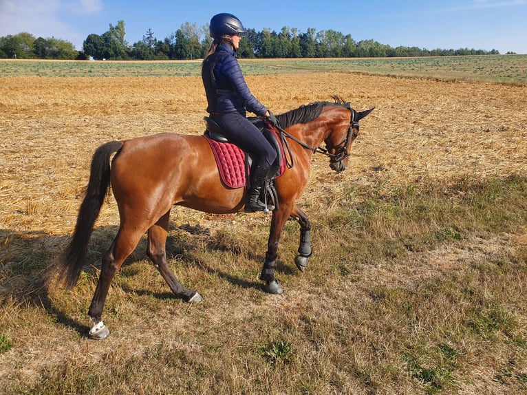 Oldenburger Stute 10 Jahre 168 cm Dunkelbrauner in Wehrheim