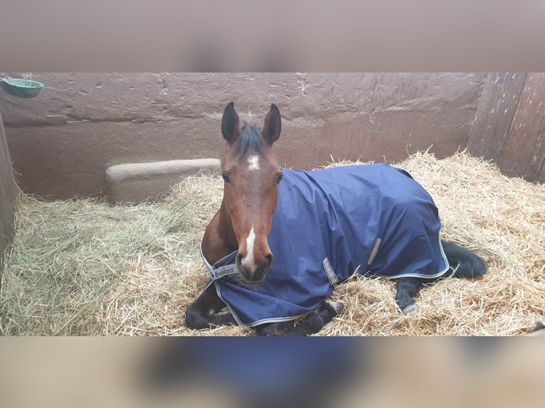 Oldenburger Stute 10 Jahre 168 cm Dunkelbrauner in Wehrheim